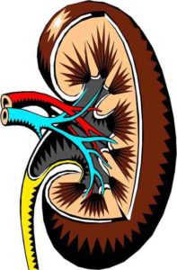 kidney health uscis clinic san jose